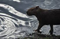Capivara no fim de tarde no Hato El Cedral, na região dos llanos venezuelanos, perto da cidade de Mantecal